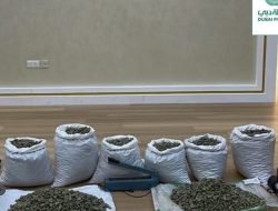 Polisi Dubai Menyita Setengah Ton Narkoba yang Disimpan dalam Kacang