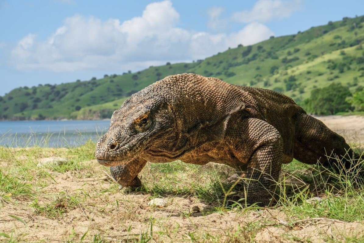 Surga Wisata Dunia Pulau Komodo di Nusa Tenggara Timur