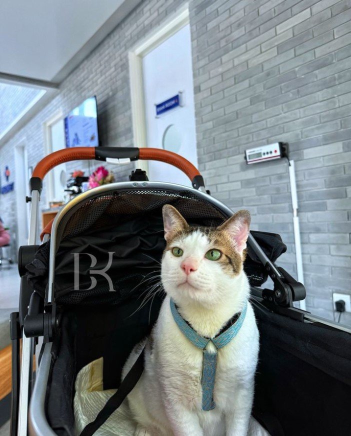 Bobby Kartanegara si Kucing Kesayangan Prabowo Resmi Ikut ke Istana